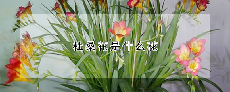 杜桑花是什麼花