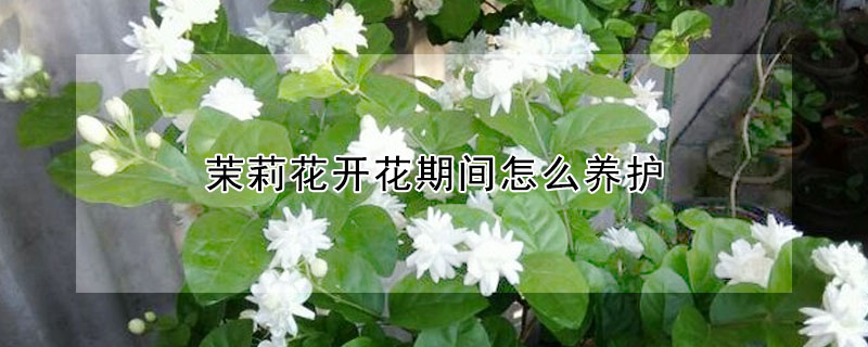 茉莉花開花期間怎麼養護