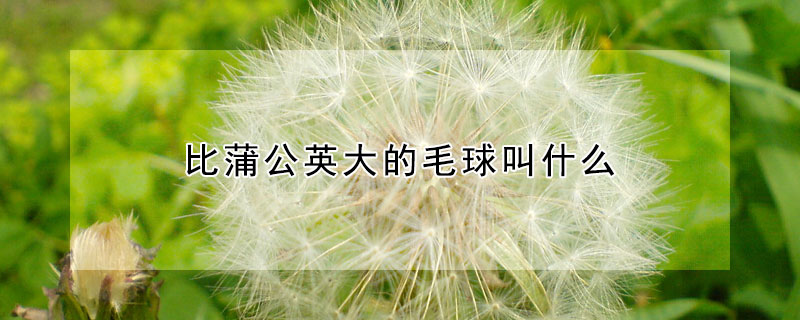 比蒲公英大的毛球叫什麼