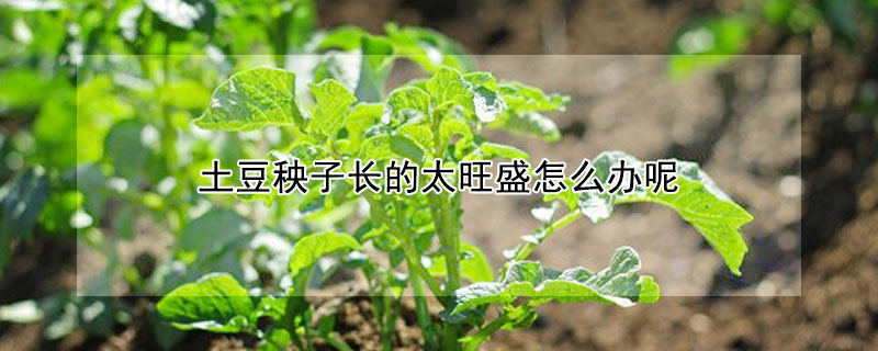 土豆秧子長的太旺盛怎麼辦呢