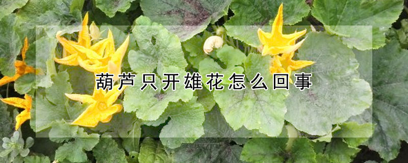 葫蘆隻開雄花怎麼回事