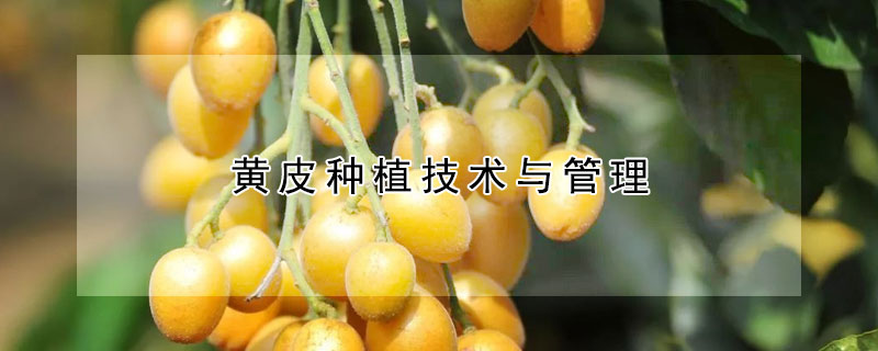 黃皮種植技術與管理