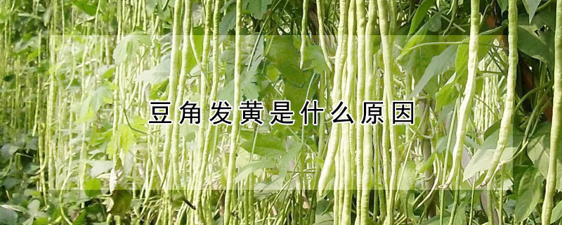 豆角發黃是什麼原因