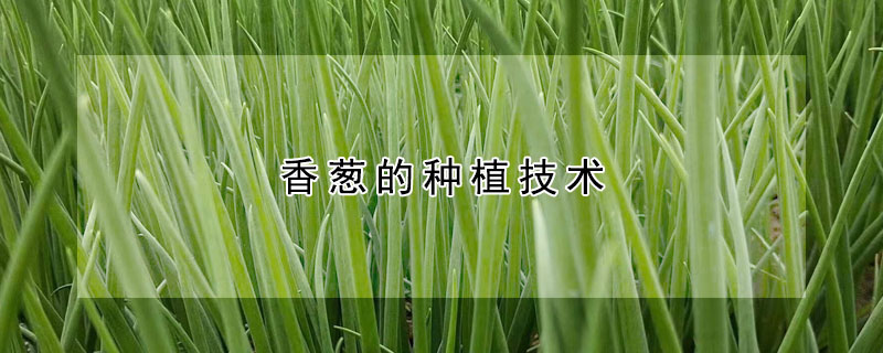 香蔥的種植技術