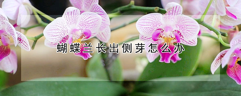 蝴蝶蘭長出側芽怎麼辦