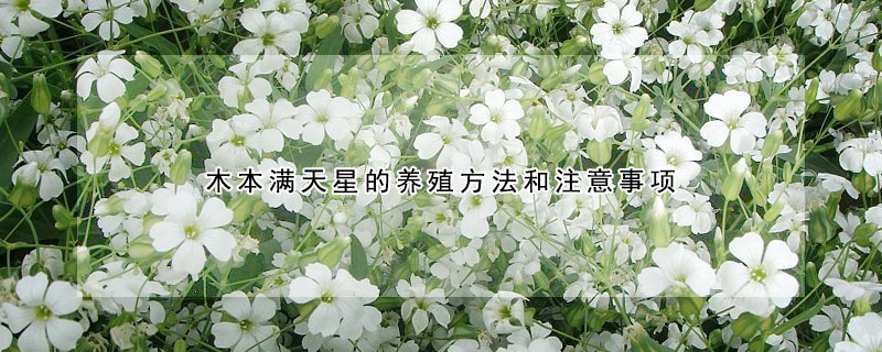 木本滿天星的養殖方法和注意事項