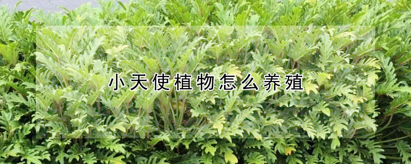 小天使植物怎麼養殖