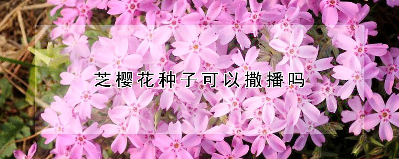 芝櫻花種子可以撒播嗎