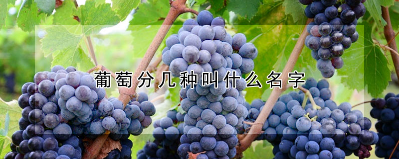 葡萄分幾種叫什麼名字