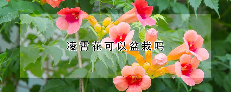 淩霄花可以盆栽嗎