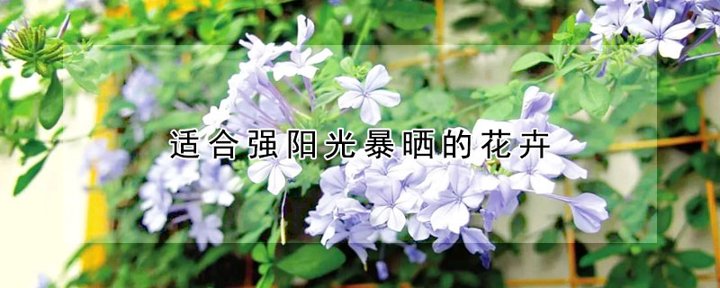 適合強陽光暴曬的花卉