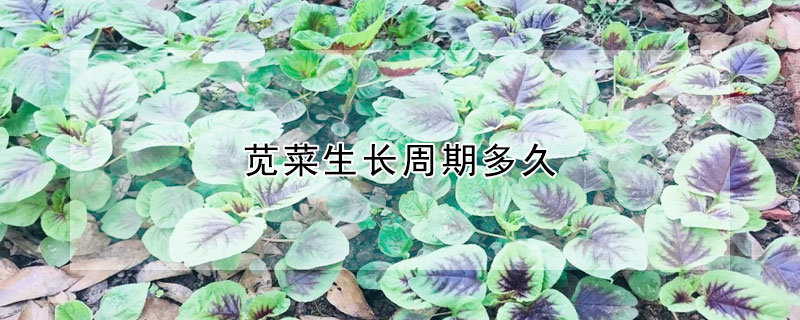 莧菜生長周期多久