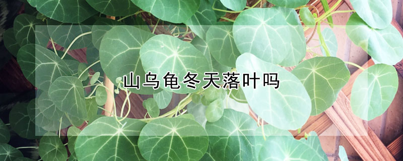 山烏龜冬天落葉嗎