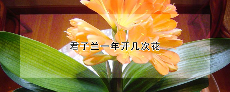 君子蘭一年開幾次花