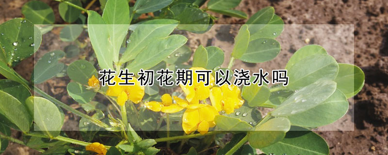 花生初花期可以澆水嗎