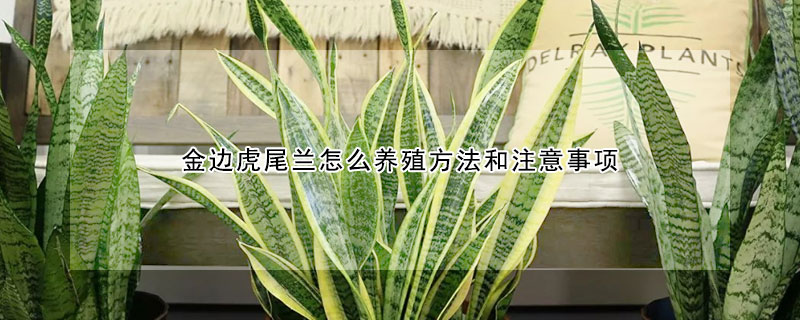 金邊虎尾蘭怎麼養殖方法和注意事項