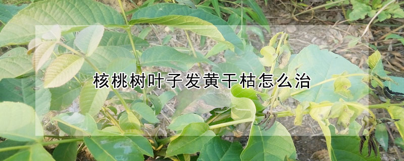 核桃樹葉子發黃幹枯怎麼治