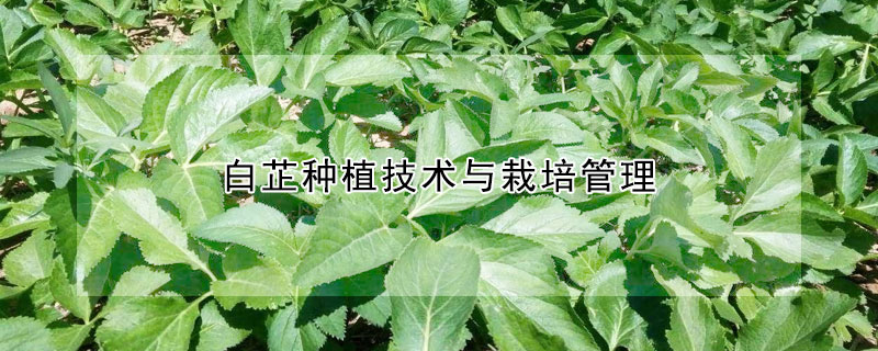 白芷種植技術與栽培管理