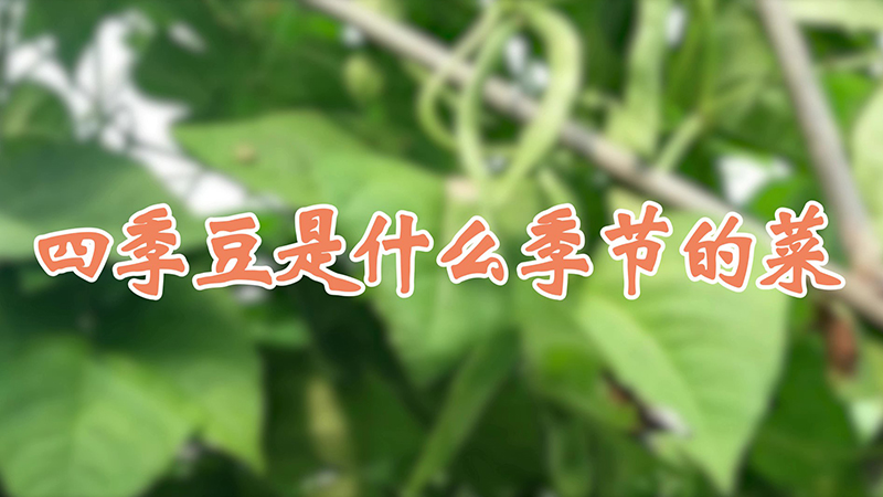 四季豆是什麼季節的菜