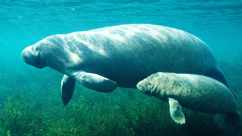 海牛是什麼動物