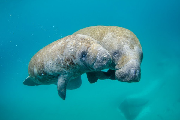 海牛是什麼動物