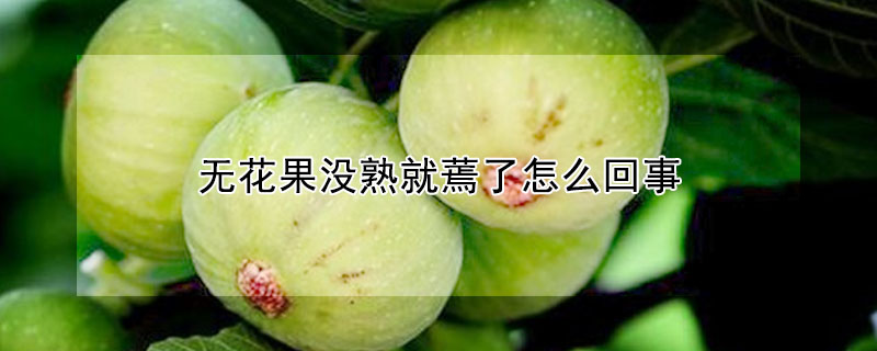 無花果沒熟就蔫了怎麼回事