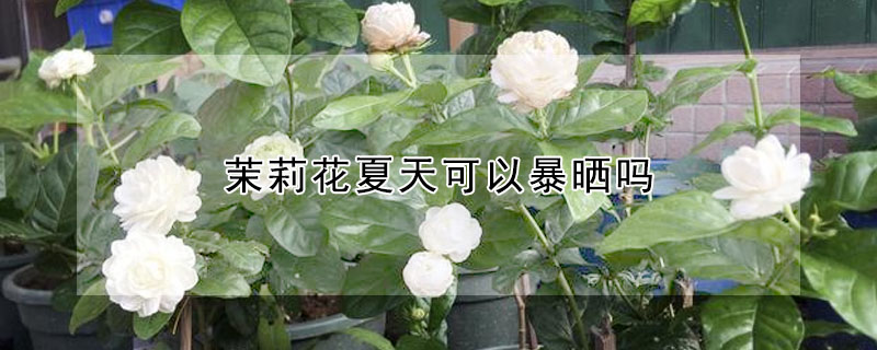 茉莉花夏天可以暴曬嗎