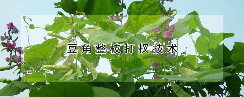 豆角整枝打杈技術