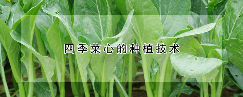 四季菜心的種植技術