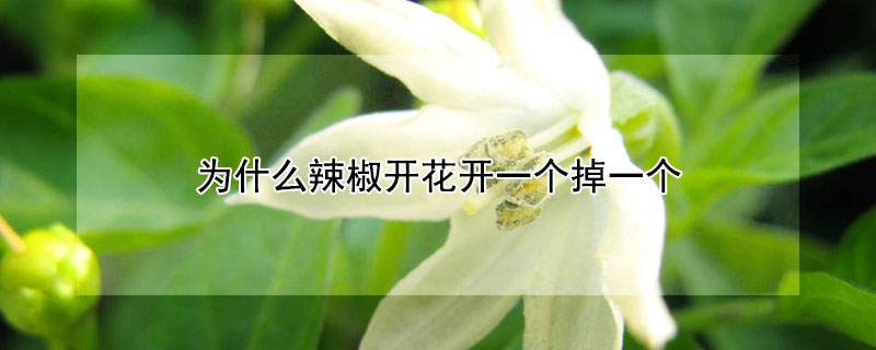 為什麼辣椒開花開一個掉一個