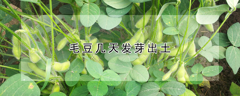 毛豆幾天發芽出土