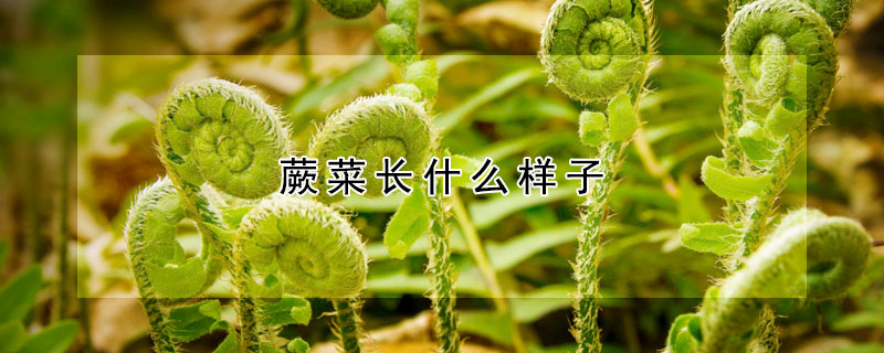 蕨菜長什麼樣子