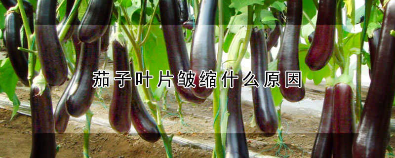 茄子葉片皺縮什麼原因