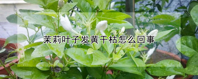 茉莉葉子發黃幹枯怎麼回事