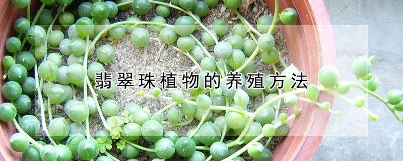 翡翠珠植物的養殖方法