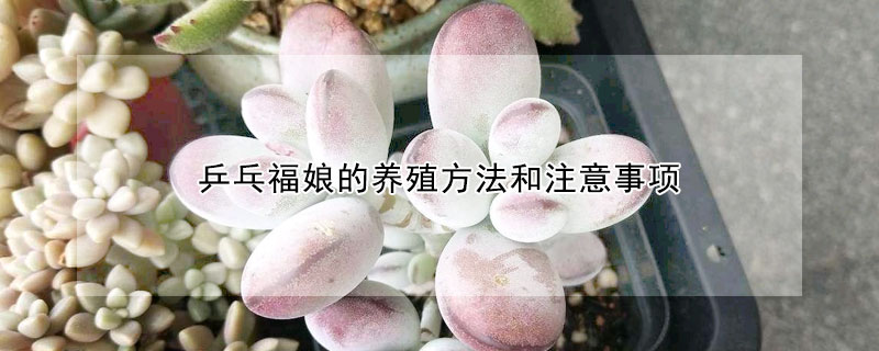 乒乓福娘的養殖方法和注意事項