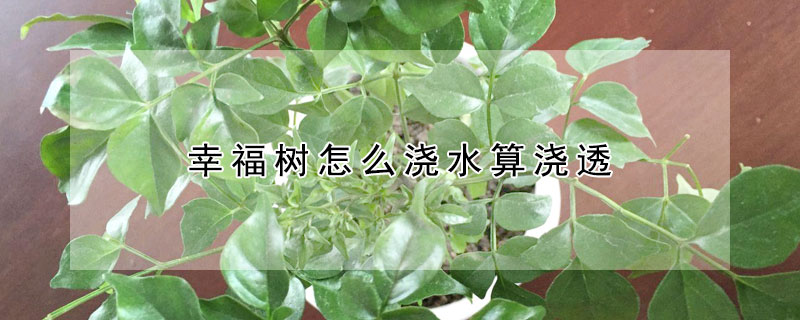 幸福樹怎麼澆水算澆透