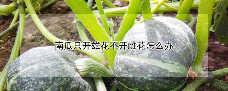 南瓜隻開雄花不開雌花怎麼辦