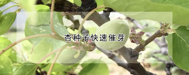 杏種子快速催芽