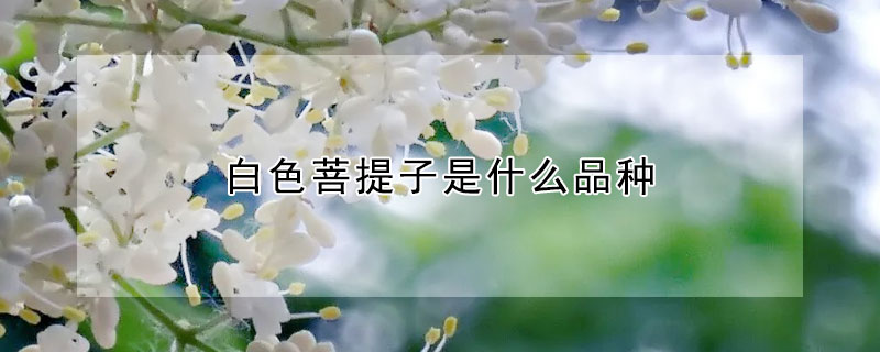 白色菩提子是什麼品種