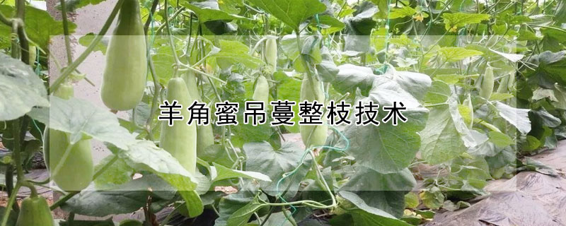 羊角蜜吊蔓整枝技術