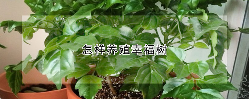 怎樣養殖幸福樹