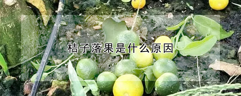 桔子落果是什麼原因