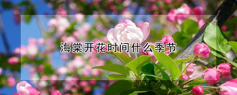 海棠開花時間什麼季節