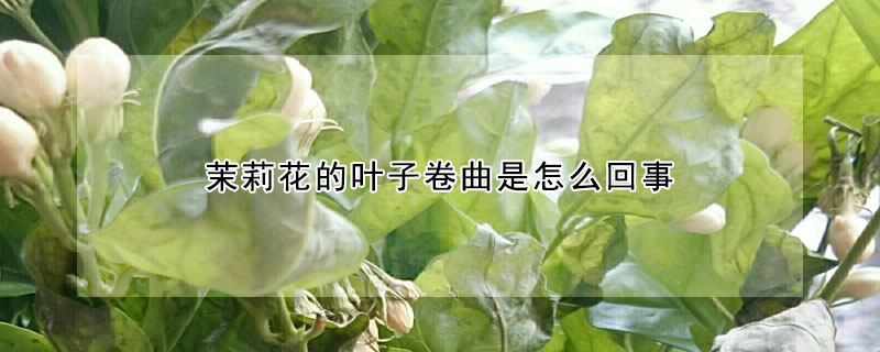 茉莉花的葉子卷曲是怎麼回事