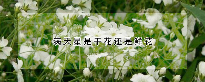 滿天星是幹花還是鮮花