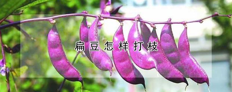 扁豆怎樣打枝