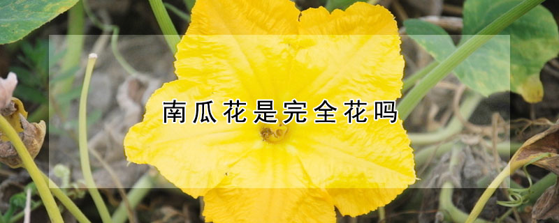 南瓜花是完全花嗎