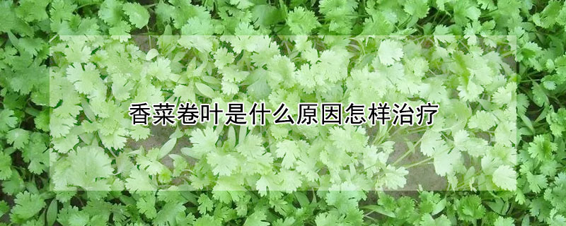 香菜卷葉是什麼原因怎樣治療