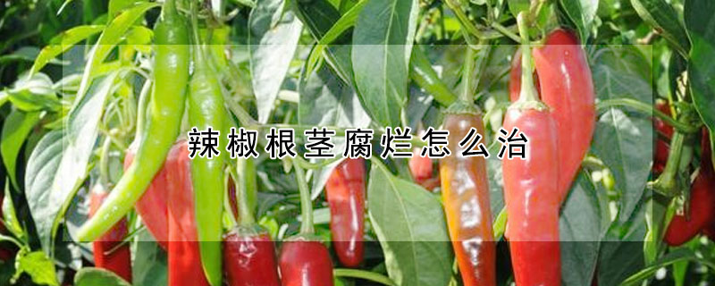 辣椒根莖腐爛怎麼治